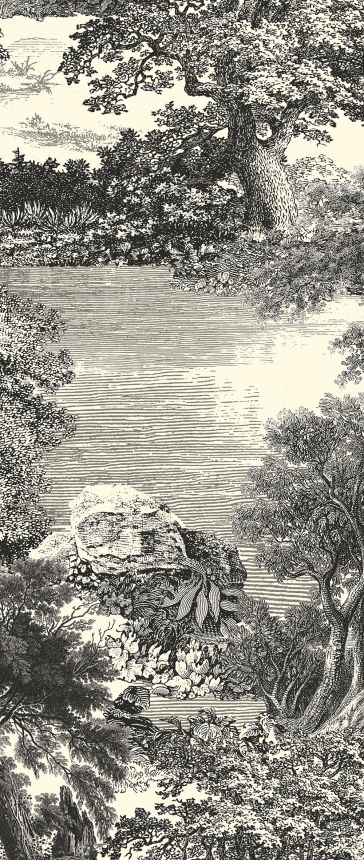 Posztertapéta, fekete, erdő, fák, DGSAL1011-260, Amazone, Masureel