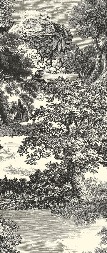 Posztertapéta, fekete, erdő, fák, DGSAL1013-300, Amazone, Masureel