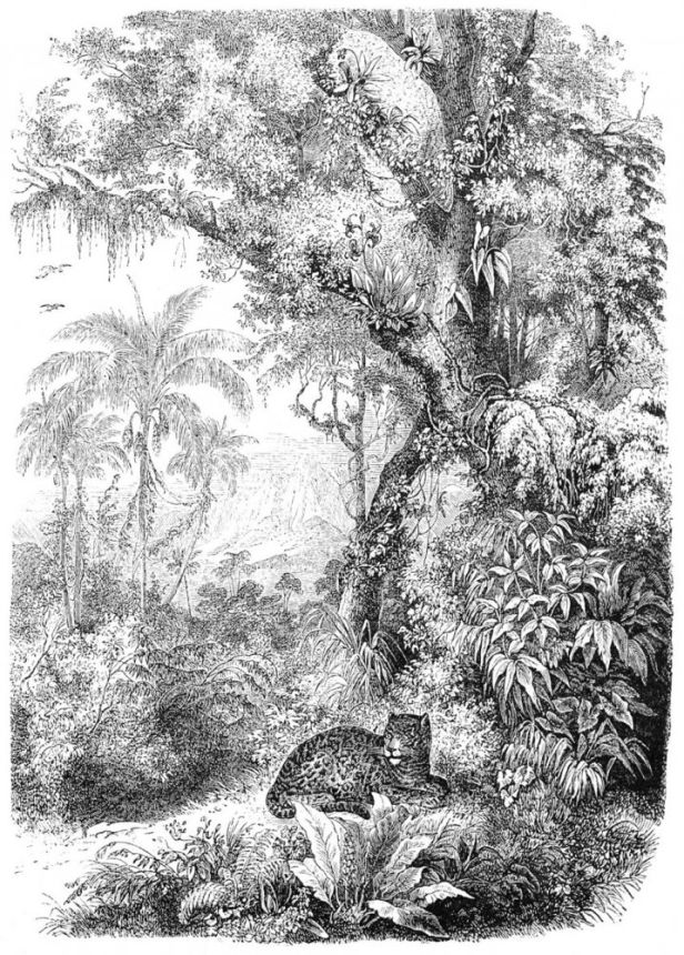 Vlies fekete-fehér poszter tapeta  - leopárd a dzsungelben 158945, 200x279cm, Paradise, Esta