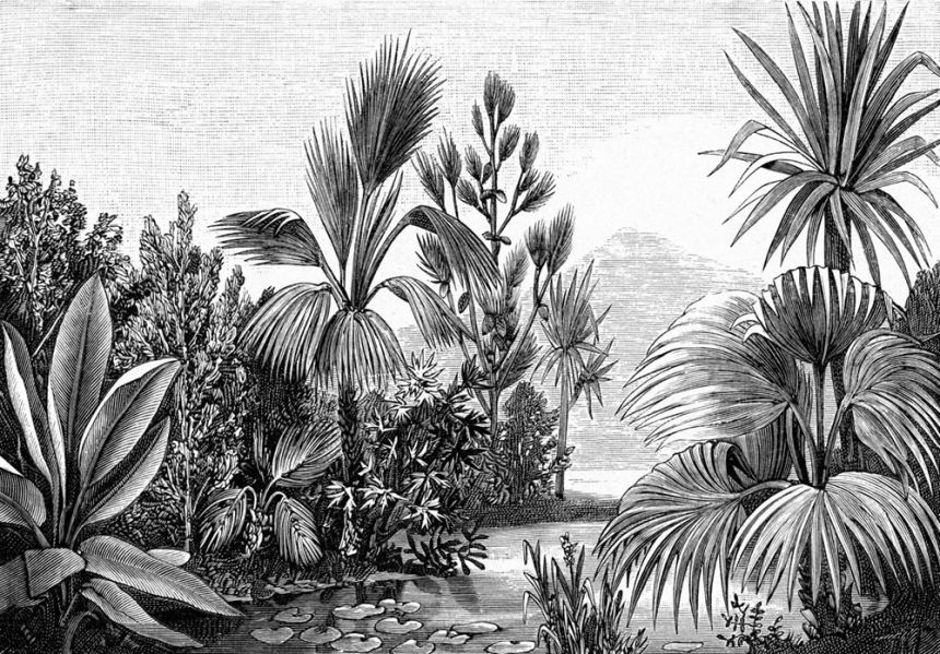 Vlies fekete-fehér poszter tapeta - dzsungel, pálmafák 158953, 350x279cm, Paradise, Esta
